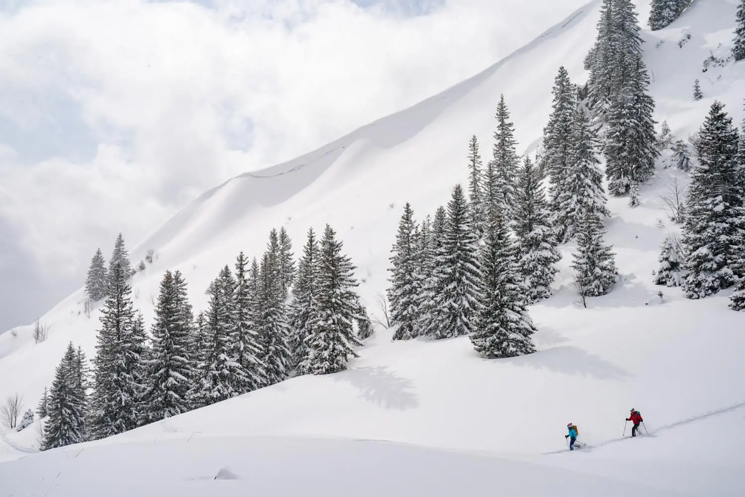 skiing, snow, mountain, trees, hike