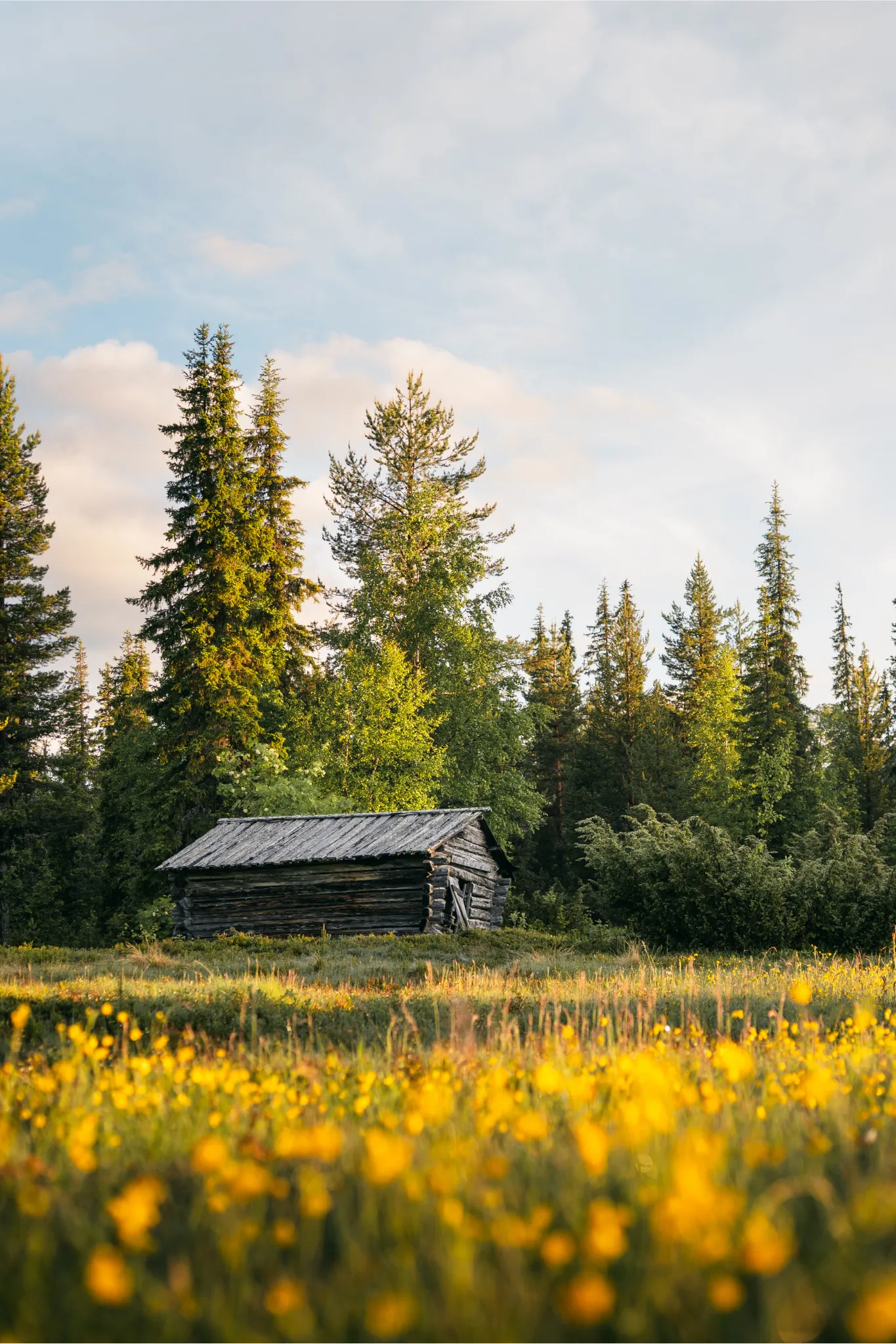 cabin, log cabin, wooden shack, forest, meadow flowers