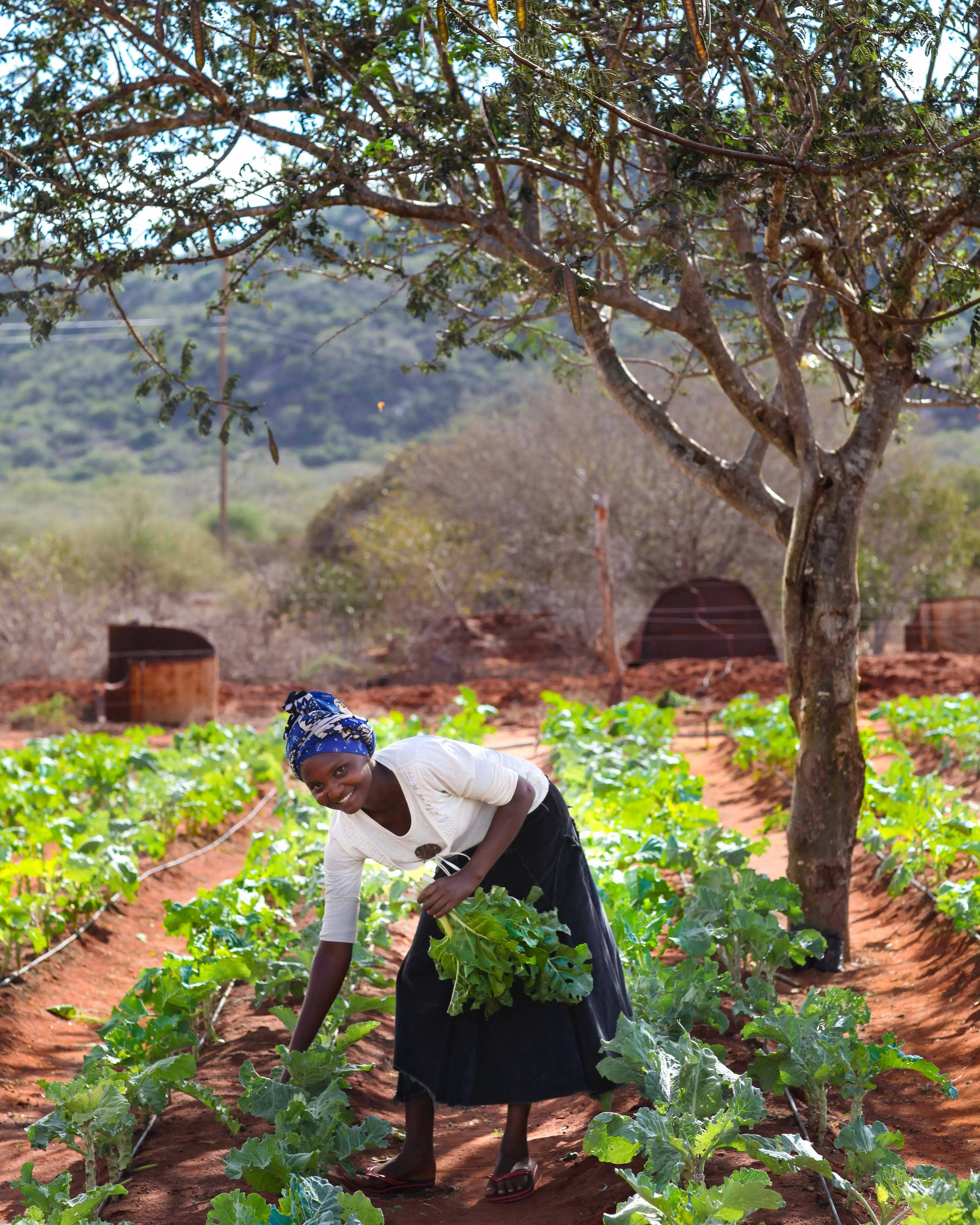 Garden, Gardening, Adult, Person, Woman