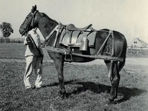 Person, Animal, Horse, Mammal, Andalusian Horse
