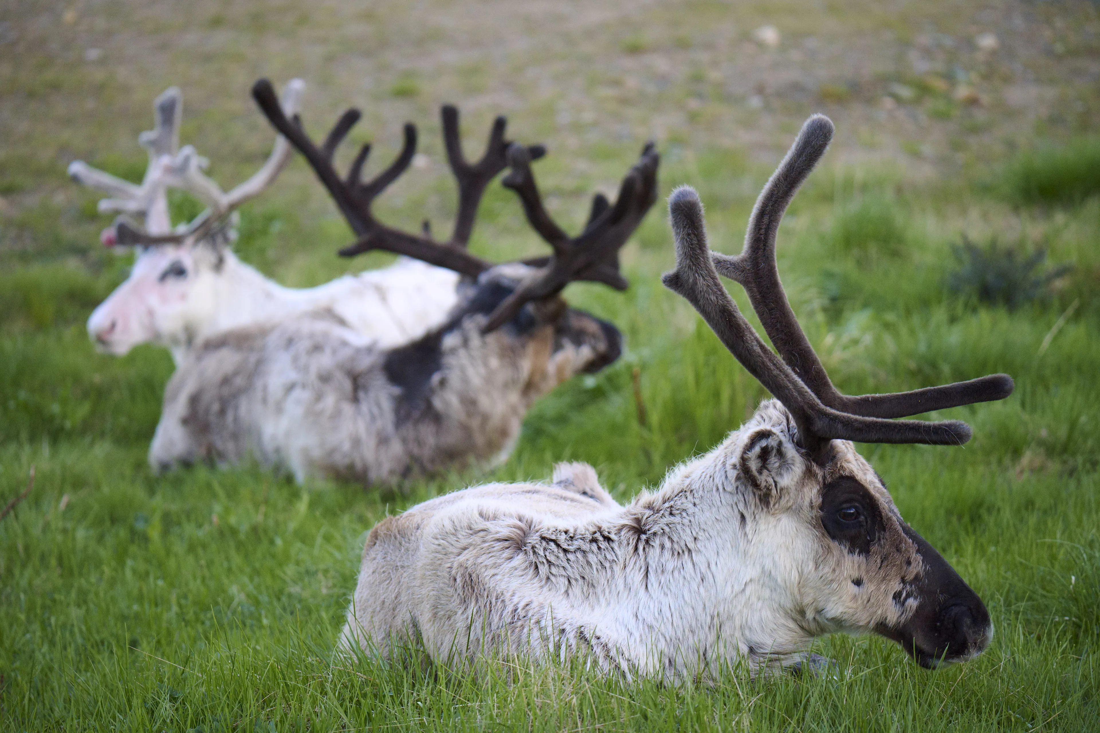 reindeer, antelopes, herd, fur, antlers