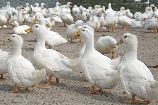 deuterPromise_UnsereStandards_text-media_RDS_Ducks_547x365 Animal, Bird