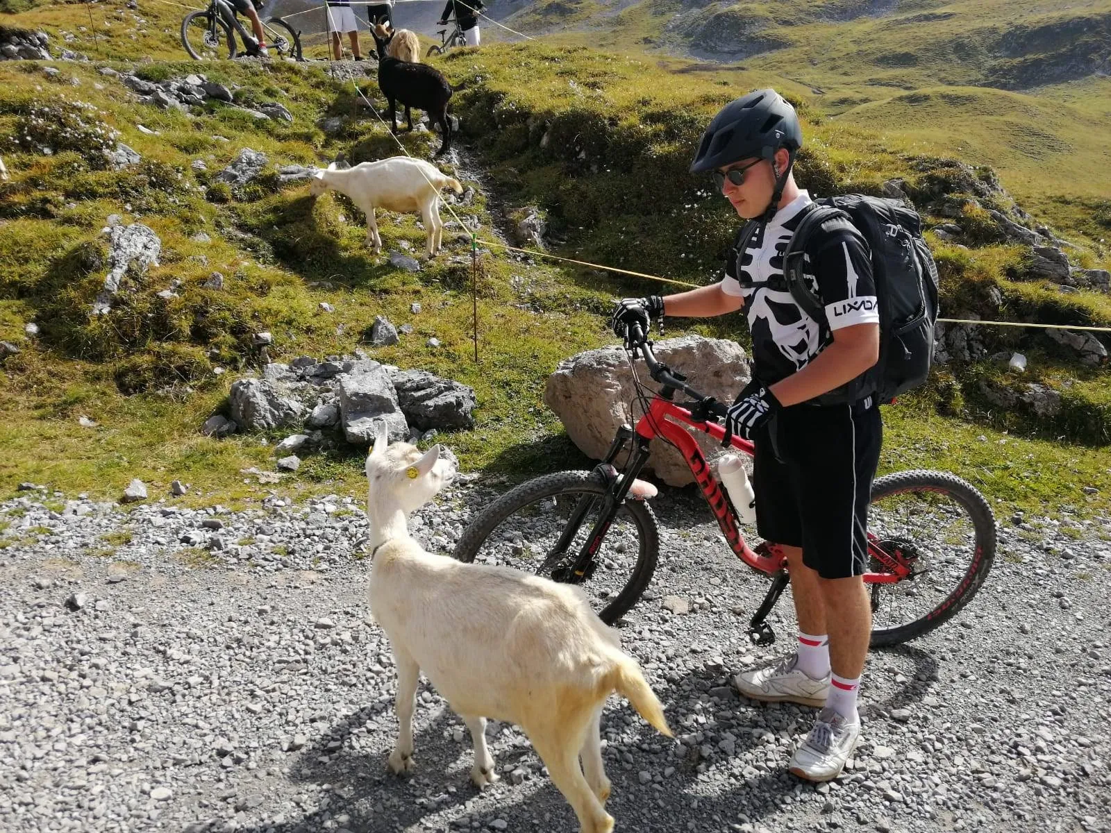 mountain biking, bike, cyclist, mountain trail, goat encounter