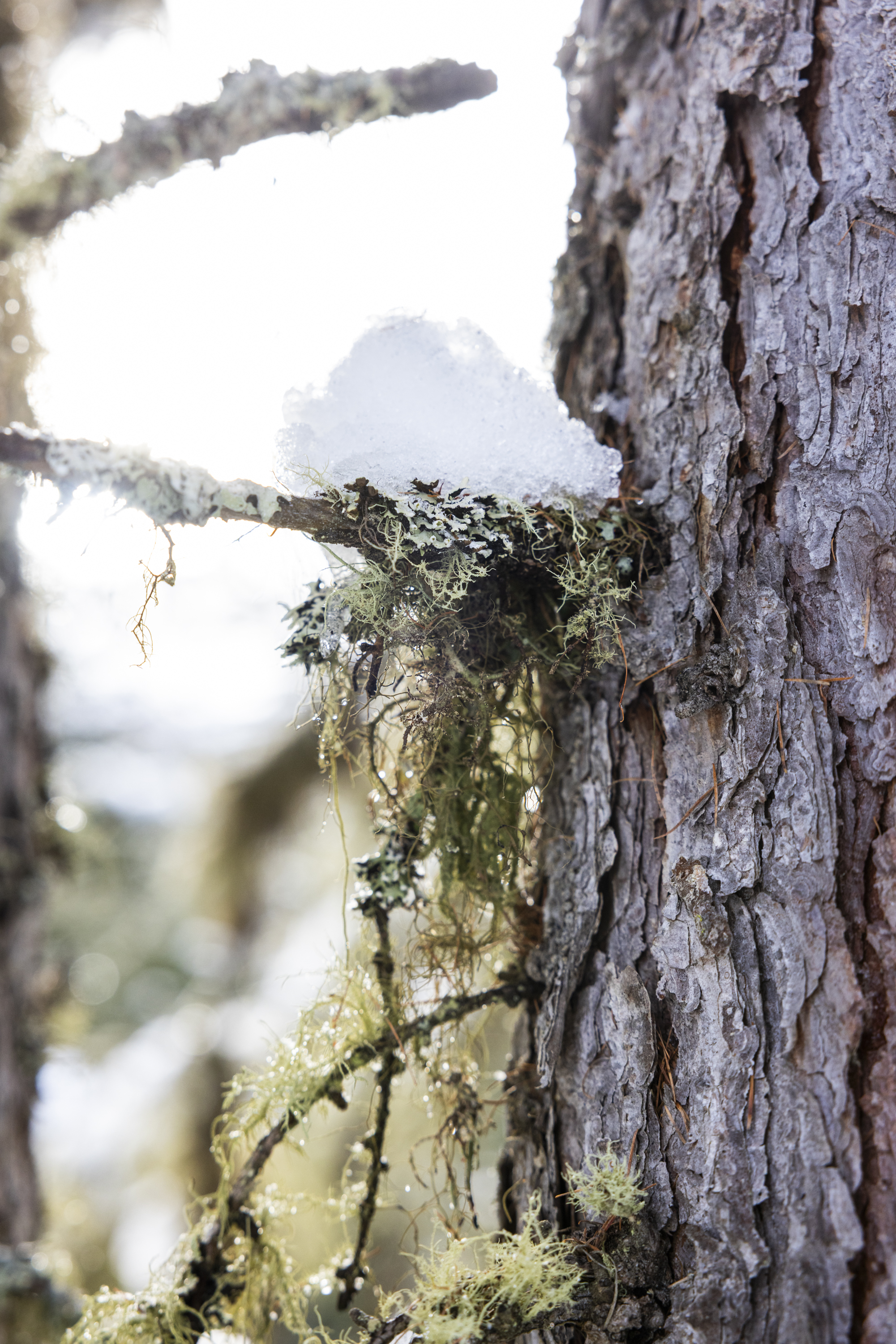 snow-covered branch, tree bark, green moss, lichen, winter forest