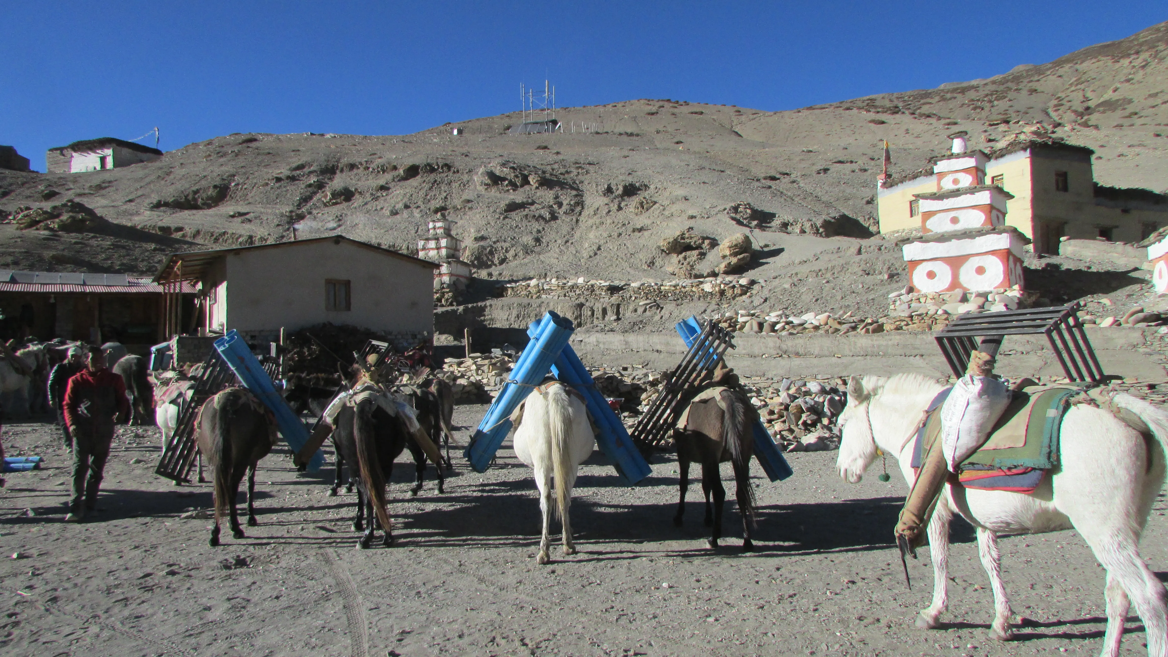 horse, donkey, saddled, mountain, rural