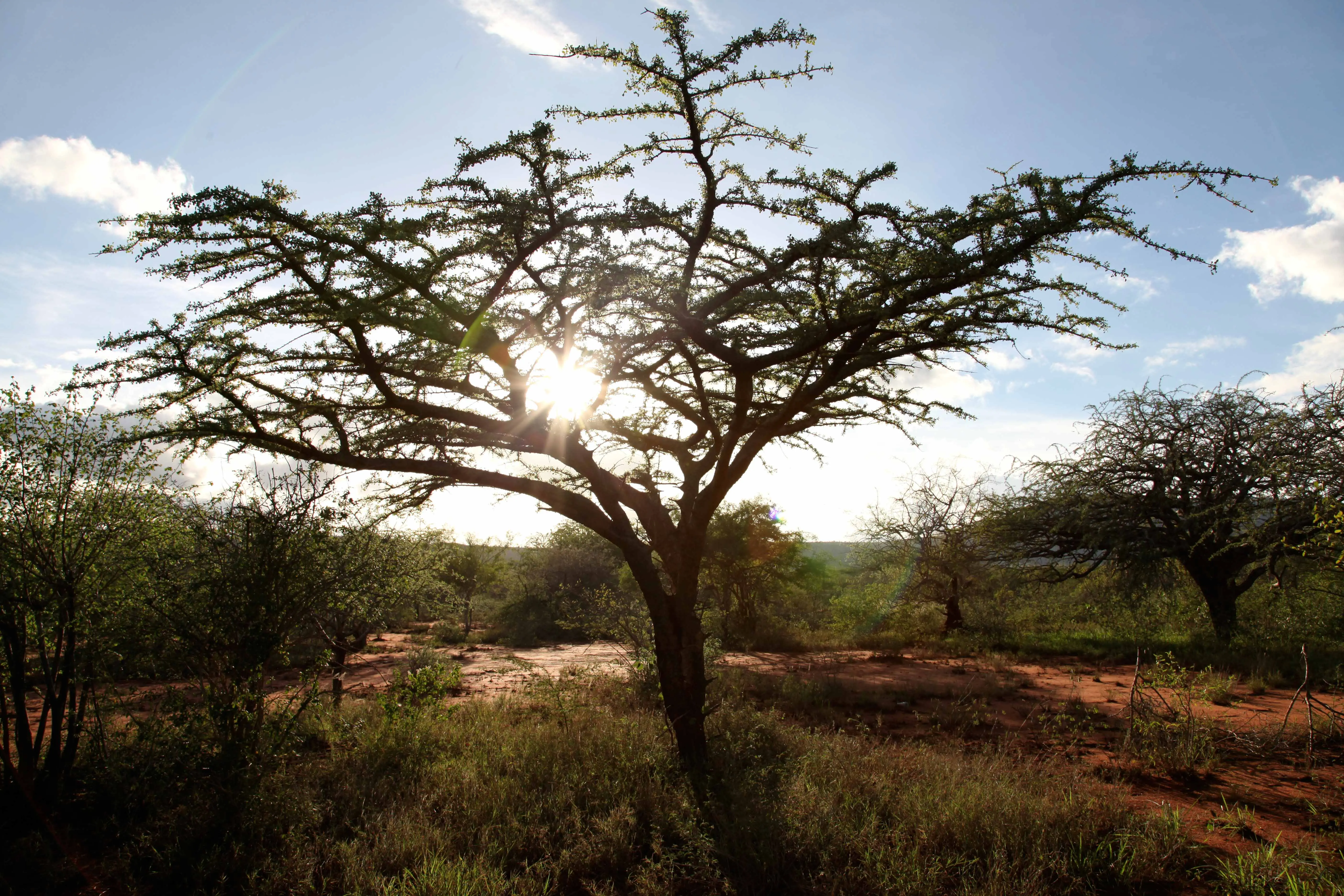 Vegetation, Wilderness, Landscape, Grassland, Savanna