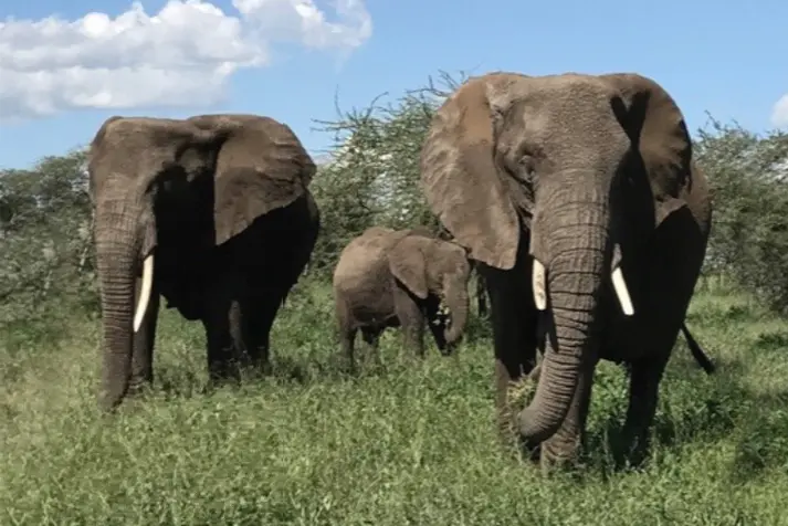SDG_15_Leben_an_Land elephants, wildlife, herd, savanna, tusked