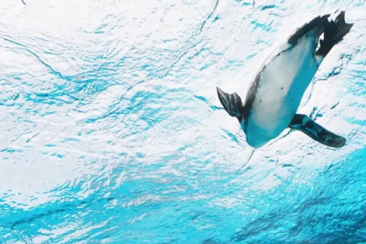 SDG_14_Leben_unter_Wasser penguin, underwater, water, blue, animal