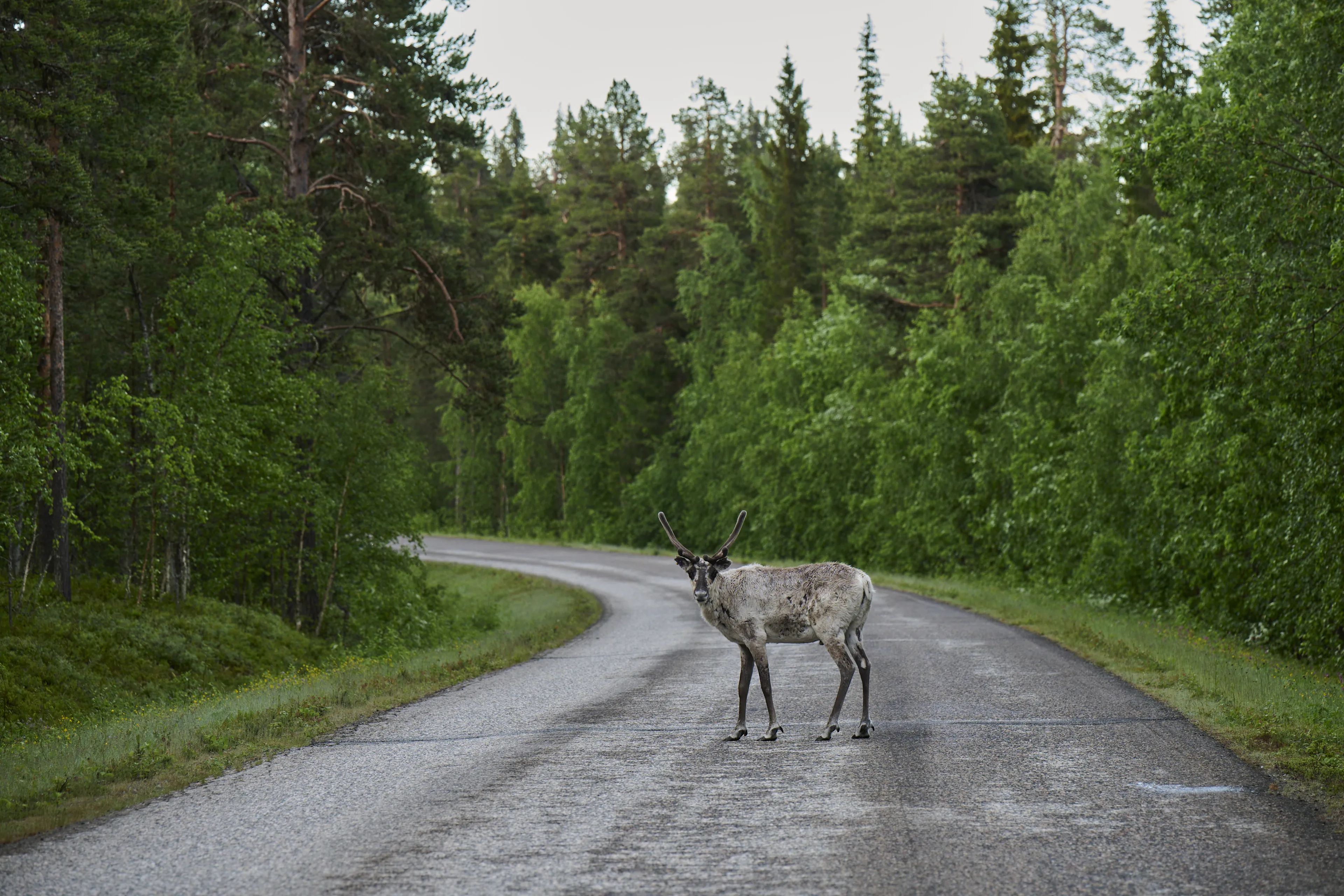 reindeer, wildlife, forest, road, antlers