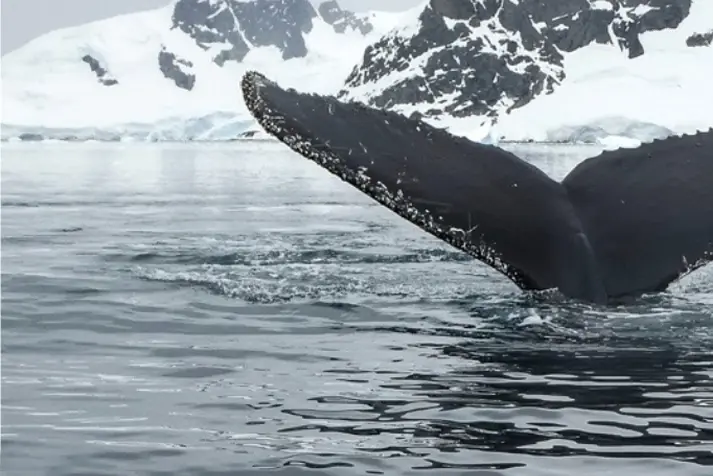 whale tail, tail fluke, ocean, icy coastline, sea water