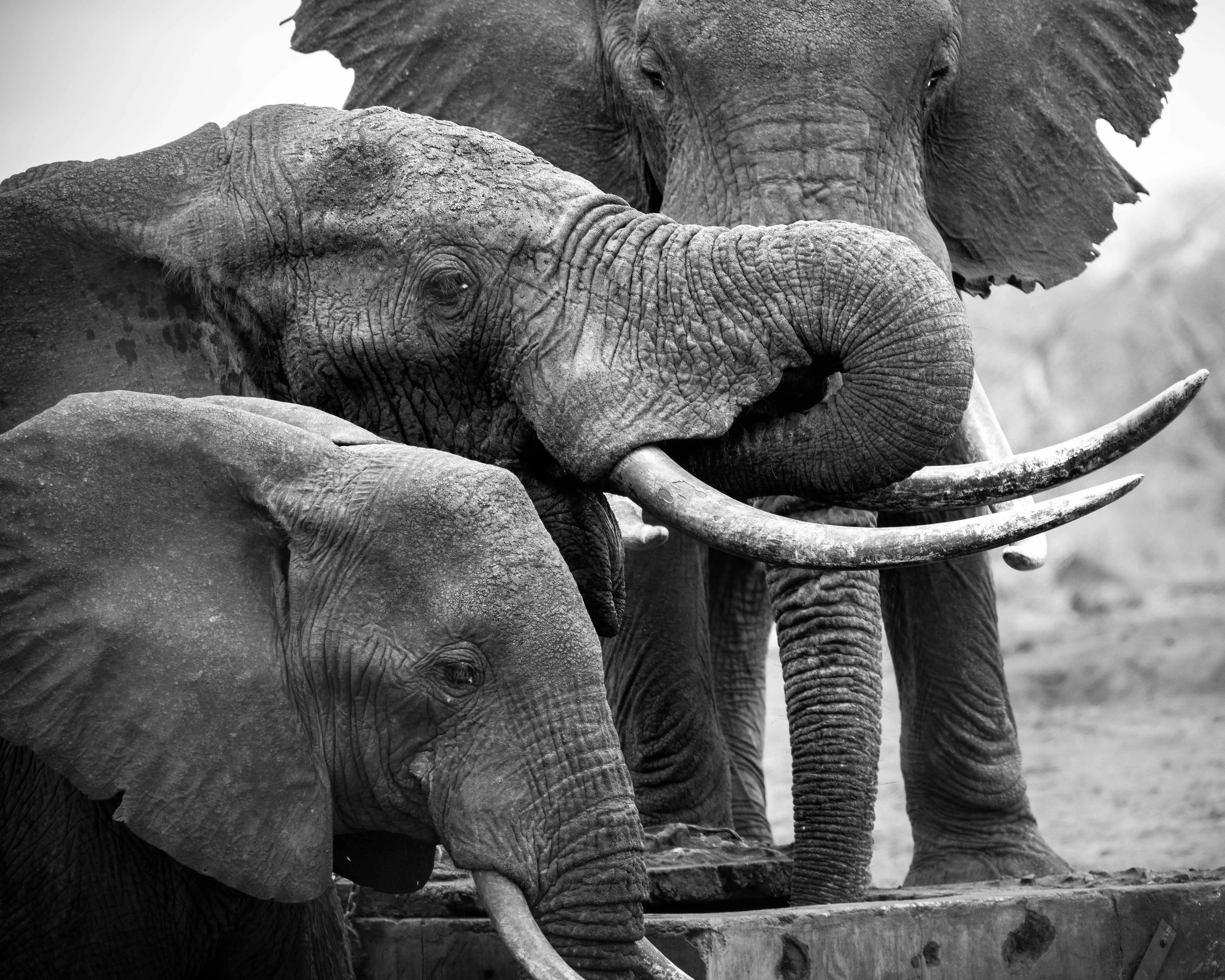 Animal, Elephant, Mammal, Wildlife