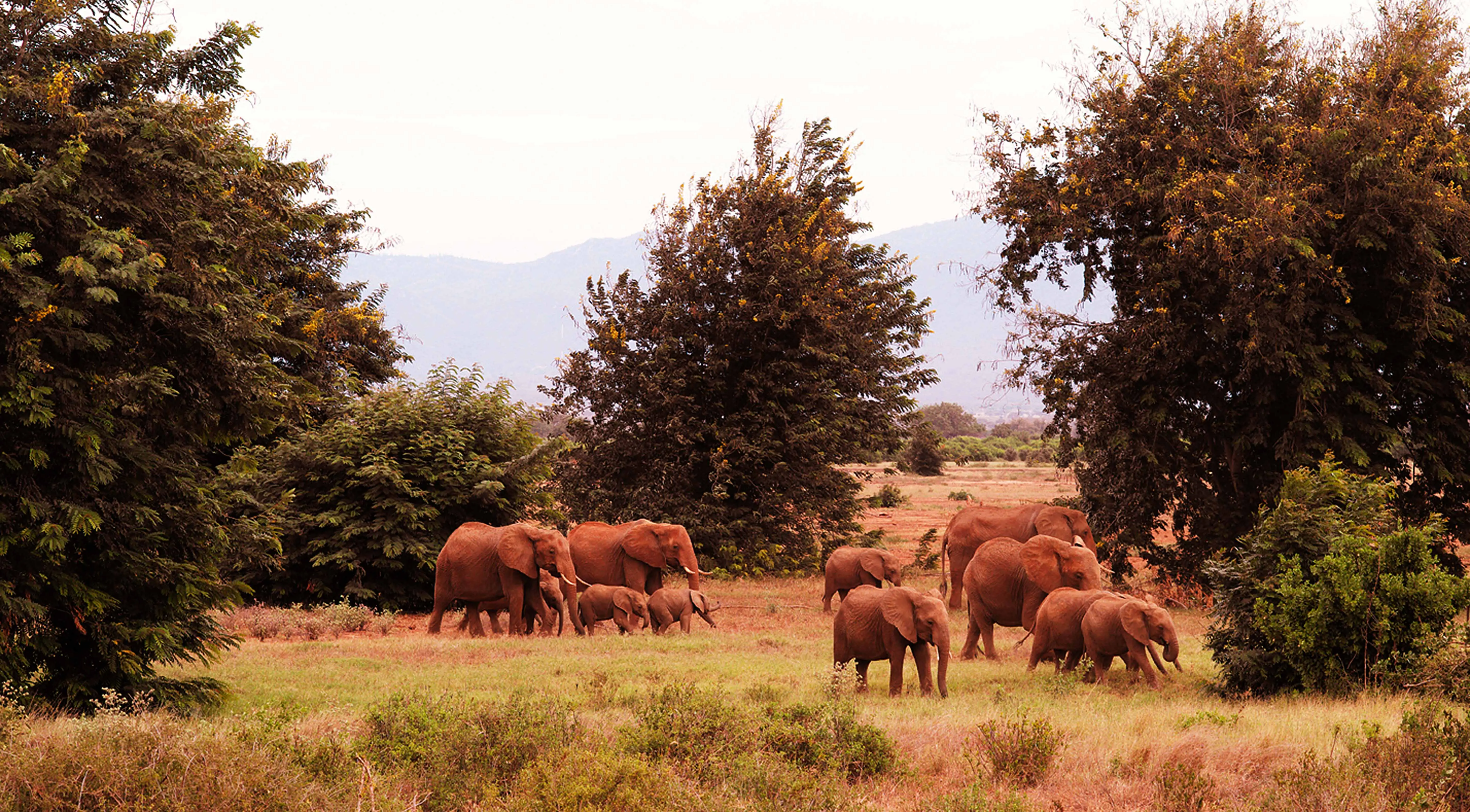 Field, Grassland, Nature, Savanna, Pasture
