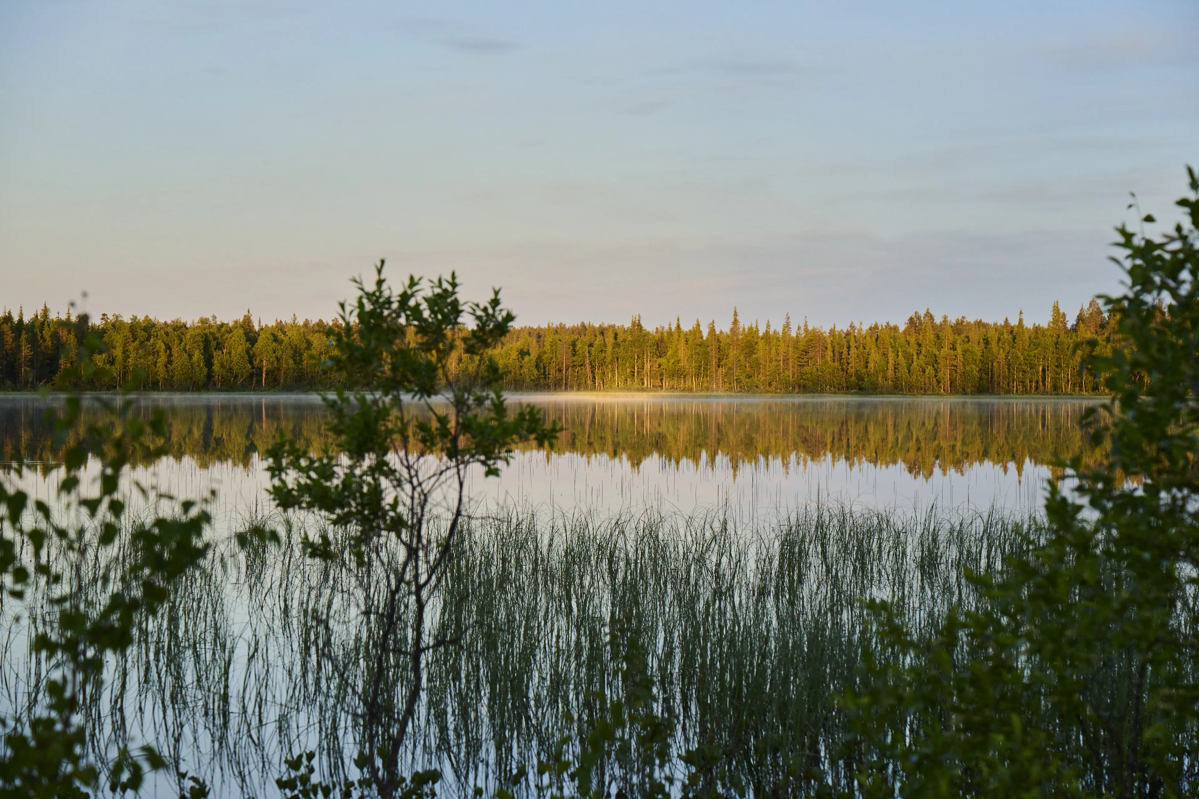 lake, forest, reflection, early morning, mist