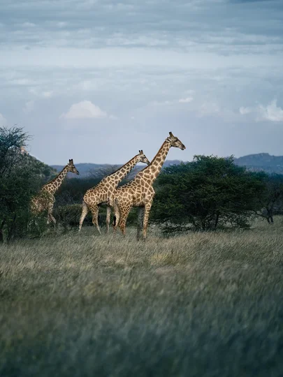 DUFFEL_PRO_ROLLER_SideShot_25_Belinda_Phillipp_25