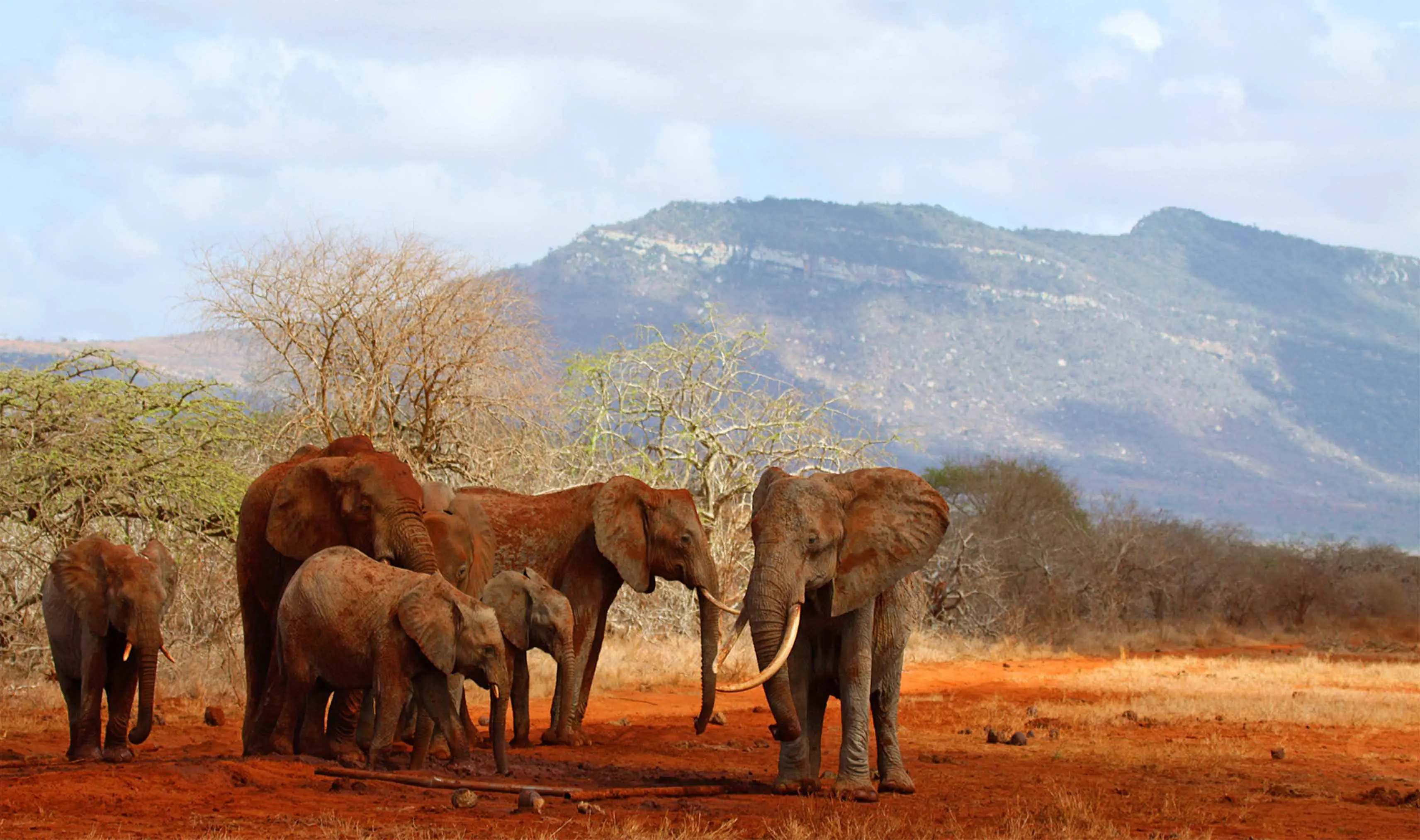 Field, Grassland, Nature, Savanna, Elephant