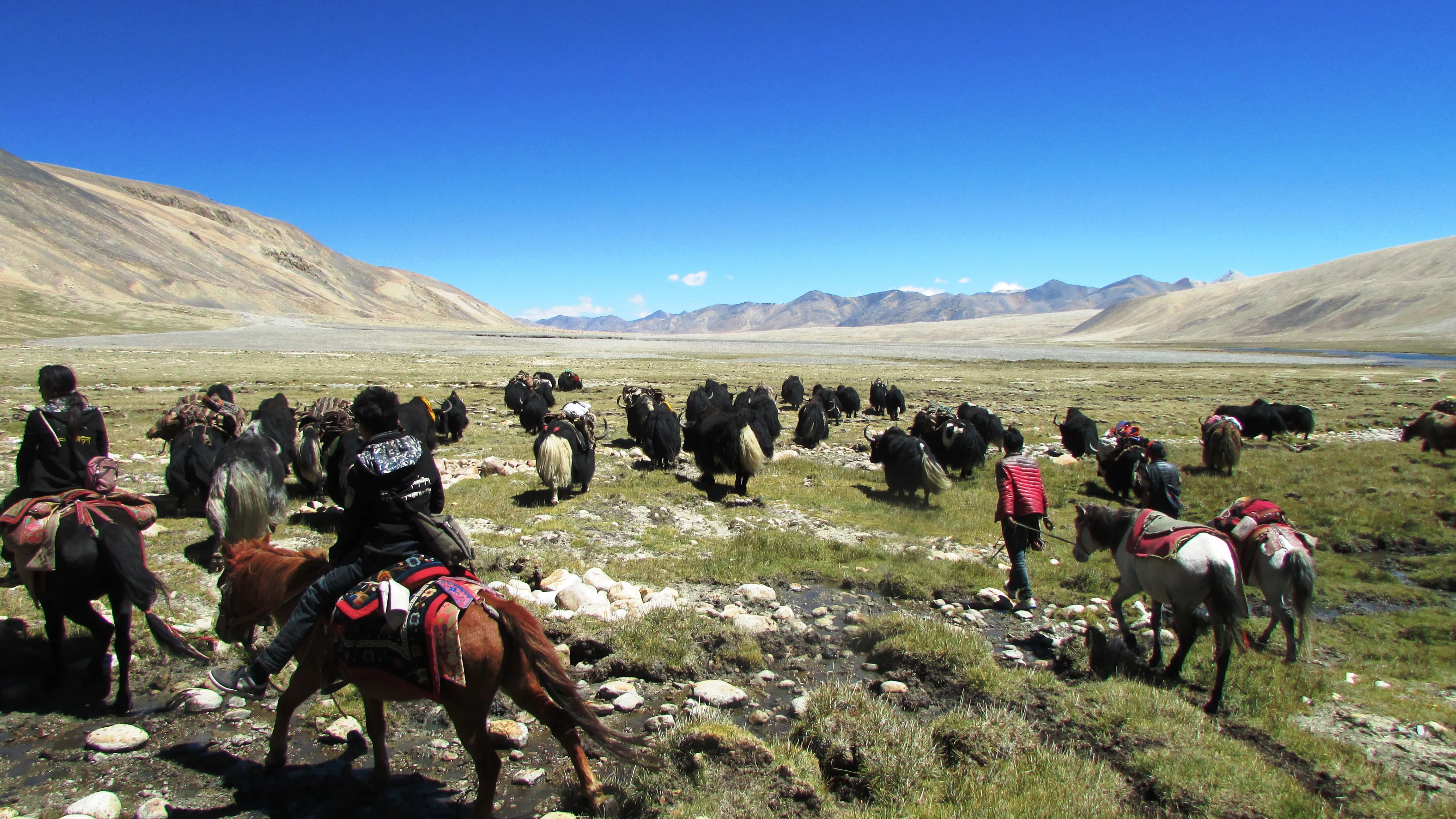 horse, horses, pony, herd, pasture