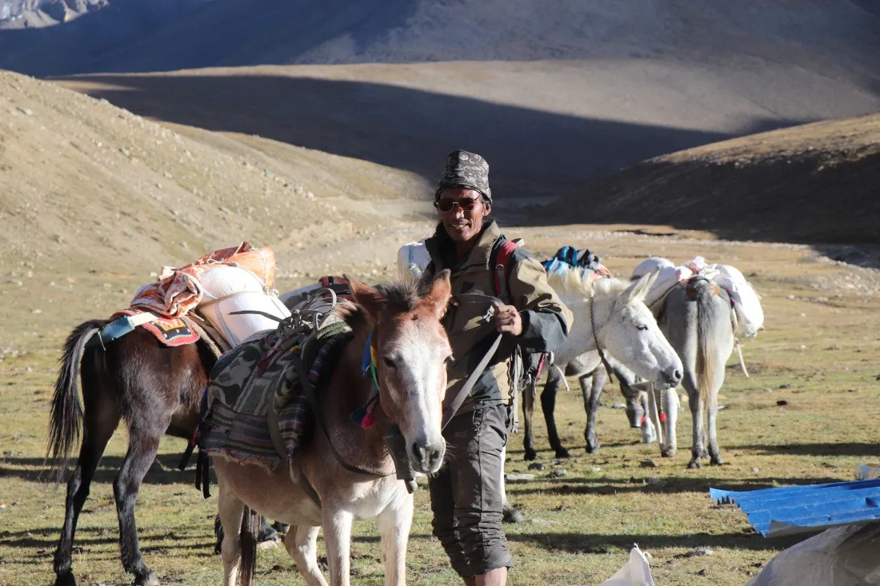 horses, mule, saddled, landscape, hiker